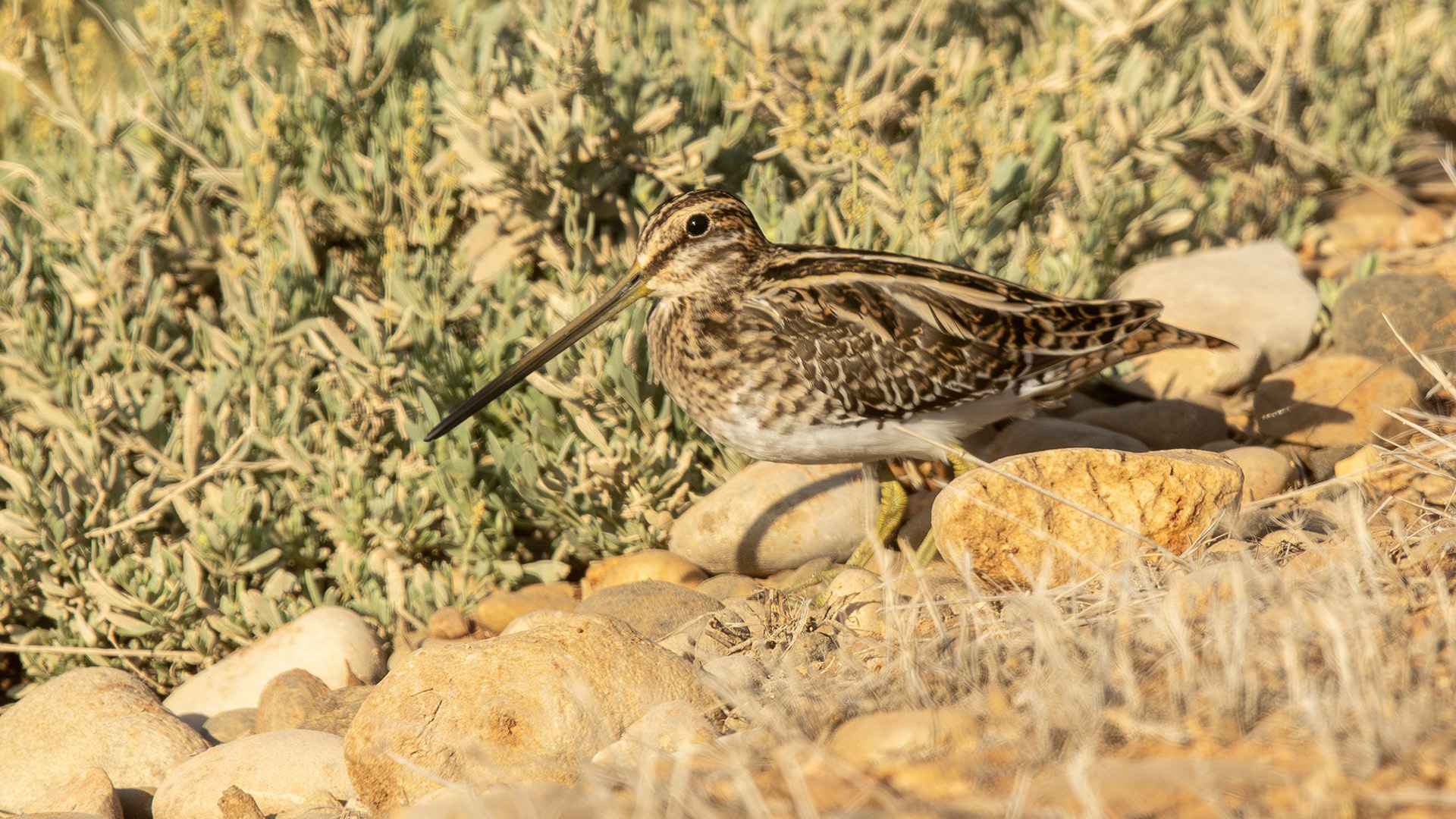Common Snipe